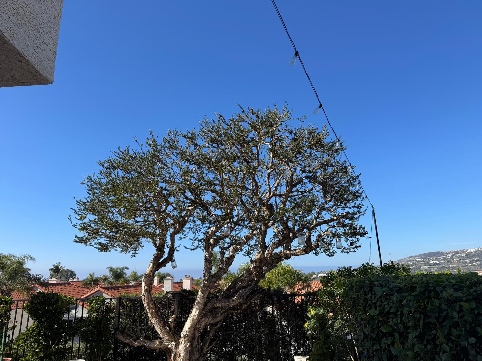 Tree Trimming