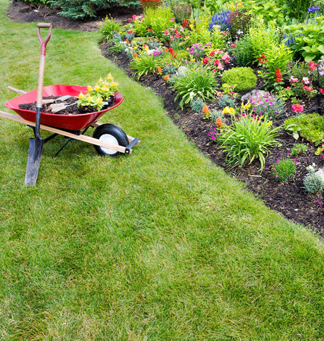 Yard Cleanup